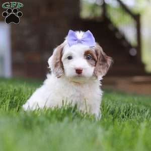 Jewel, Cockapoo Puppy